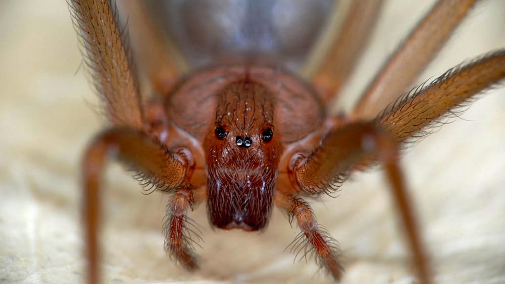 Скрипичный паук фото