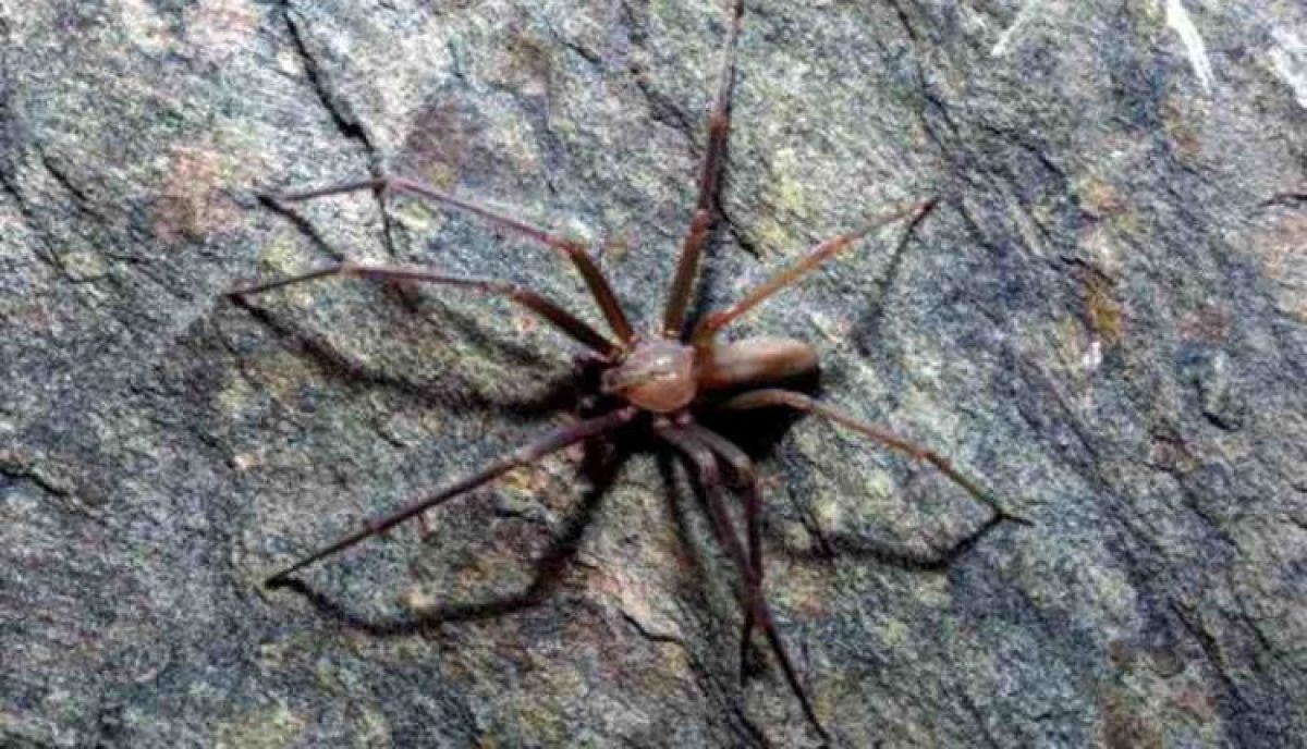 Electric shock therapy for a brown recluse fiddleback bite! #illtryit